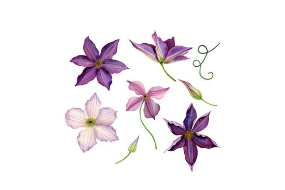 Set of Watercolor Lilies Clematis: A Creative Designer’s Dream Resource